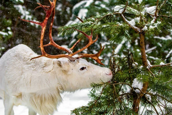Bir Genç Sevimli Beyaz Geyik Kışın Karlı Bir Ormanda Beslenir — Stok fotoğraf