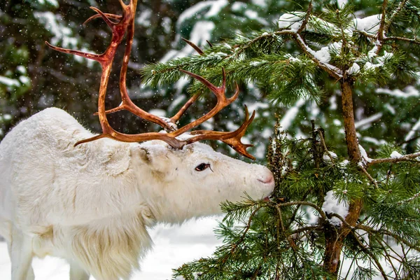 Bir genç Sevimli beyaz geyik kışın karlı bir ormanda beslenir. Kar, Noel arka plan.