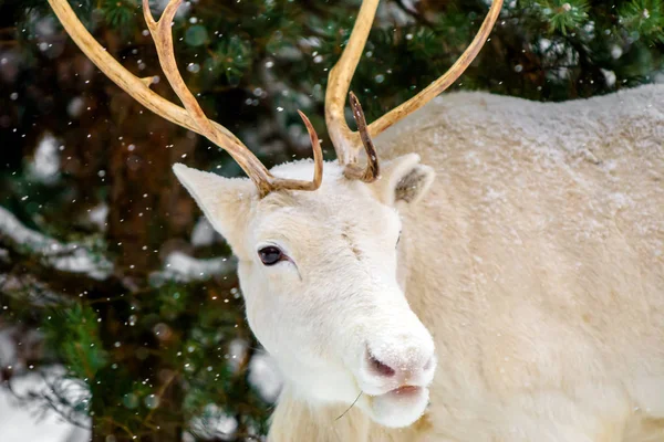 Cute white deer in a pine forest on the background of evergreen trees and snow. Winter in Russia.