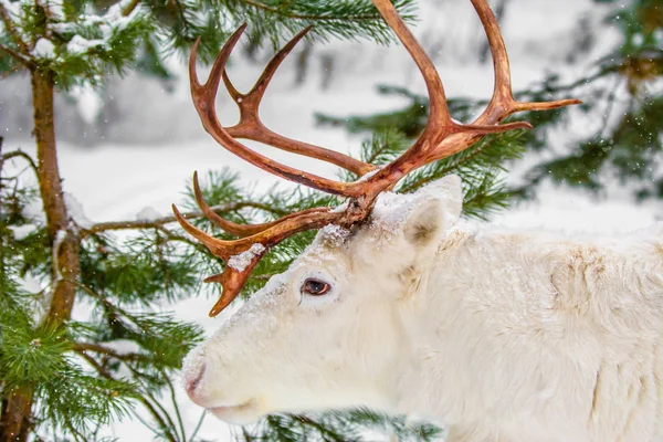 Ładny Biały Jeleń Sosnowym Lesie Tle Wiecznie Zielone Drzewa Śnieg — Zdjęcie stockowe