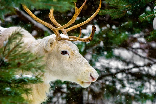 Ładny Biały Jeleń Sosnowym Lesie Tle Wiecznie Zielone Drzewa Śnieg — Zdjęcie stockowe