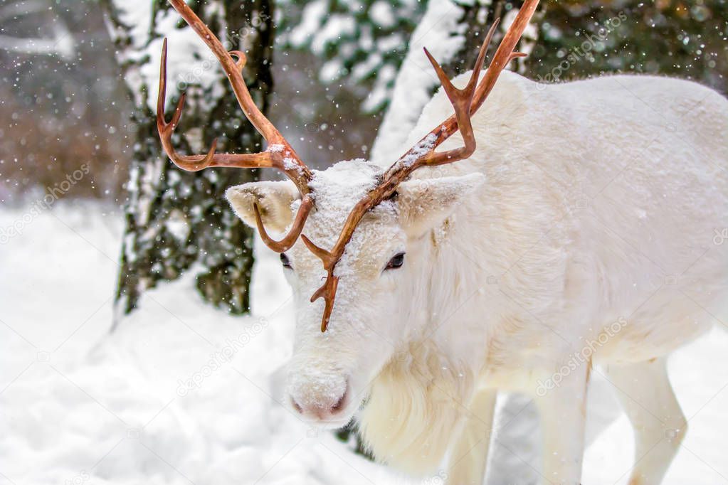 Cute white deer in a pine forest on the background of evergreen trees and snow. Winter in Russia.
