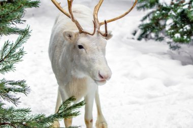Yaprak dökmeyen ağaçlar ve kar arka plan üzerine bir çam ormanı içinde sevimli beyaz geyik. Kış aylarında Rusya.