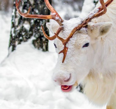 Şirin çok komik ve mutlu beyaz geyik Rusya'da çam ormanı eğlenceli wriggles, dil ve gülümsüyor gösterir