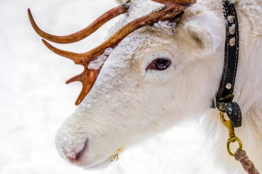 Tutsak bir leash üzerinde beyaz geyik. Hayvanlar şehirde tutmanın sosyal sorun.