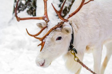 Tutsak bir leash üzerinde beyaz geyik. Hayvanlar şehirde tutmanın sosyal sorun.