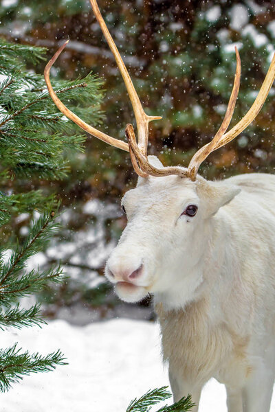 Cute white deer in a pine forest on the background of evergreen trees and snow. Winter in Russia.