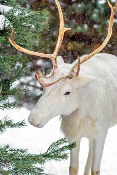 Ładny Biały Jeleń Sosnowym Lesie Tle Wiecznie Zielone Drzewa Śnieg — Zdjęcie stockowe