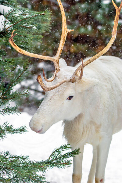 Cute white deer in a pine forest on the background of evergreen trees and snow. Winter in Russia.