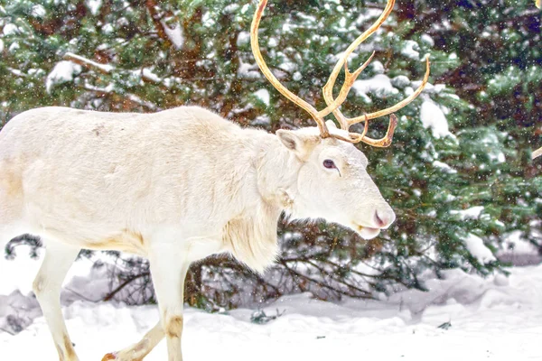 常緑の木と雪の背景に松林の中のかわいい白い鹿 ロシアの冬 — ストック写真