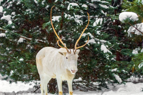 常緑の木と雪の背景に松林の中のかわいい白い鹿 ロシアの冬 — ストック写真
