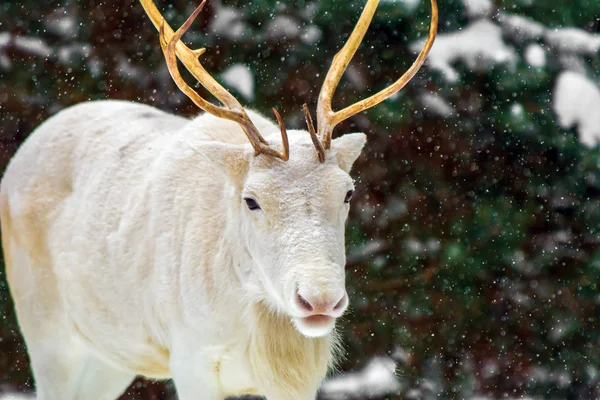 Cute white deer in a pine forest on the background of evergreen trees and snow. Winter in Russia.