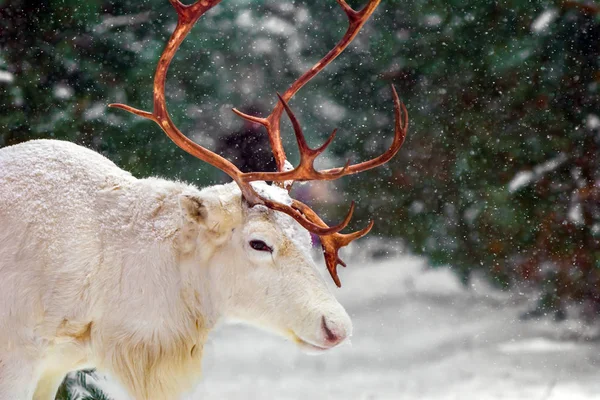 常緑の木と雪の背景に松林の中のかわいい白い鹿 ロシアの冬 — ストック写真