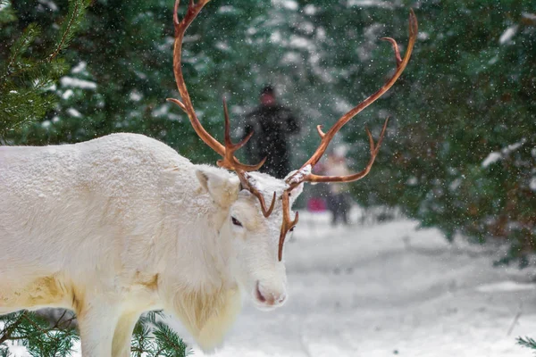 Ładny Biały Jeleń Sosnowym Lesie Tle Wiecznie Zielone Drzewa Śnieg — Zdjęcie stockowe