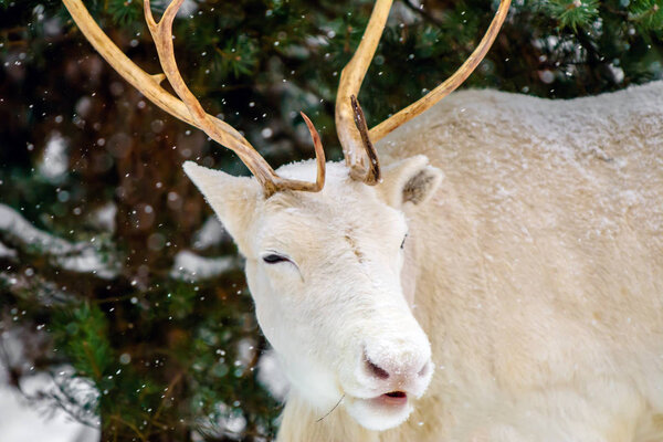 Cute very funny and happy white deer in the pine forest of Russia amusingly wriggles, shows tongue and smiles