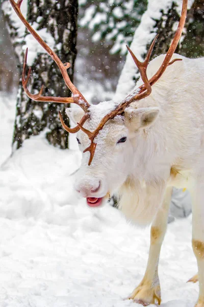 ロシアのマツ森林のかわいい非常に面白いと幸せの白い鹿が面白おかしく身悶え 舌と笑顔を示しています — ストック写真