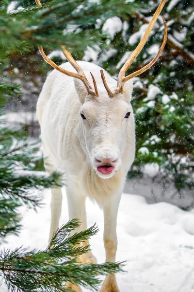 Ładny Bardzo Zabawny Szczęśliwy Biały Jeleń Lesie Sosnowym Rosji Zabawnie — Zdjęcie stockowe