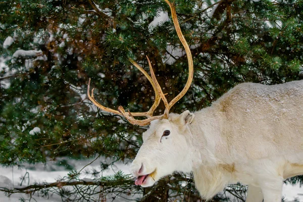 Ładny Bardzo Zabawny Szczęśliwy Biały Jeleń Lesie Sosnowym Rosji Zabawnie — Zdjęcie stockowe