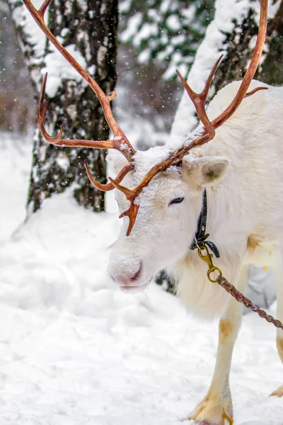 White Deer Leash Captivity Social Problem Keeping Animals City — Stock Photo, Image