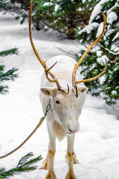 White deer on a leash in captivity. The social problem of keeping animals in the city.