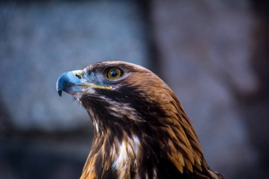 Taş zemin üzerine mezar kartal başını. Rusya. Bir yırtıcı kuş. Yırtıcı hayvan. Aquila heliaca