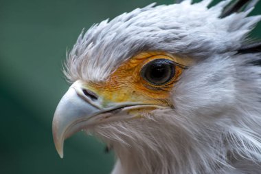 Büyük kirpik ile kuş sekreteri. Yay serpentarius. Portre kadar kapatın