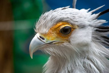 Büyük kirpik ile kuş sekreteri. Yay serpentarius. Portre kadar kapatın