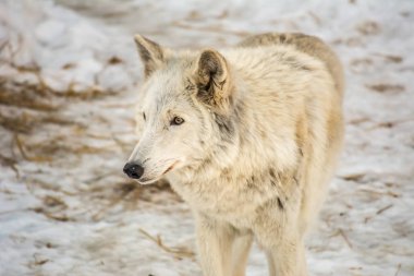 Beyaz kurt karda anlamına gelir ve bir şey hakkında düşünüyor