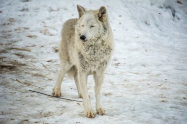 Beyaz kurt karda anlamına gelir ve bir şey hakkında düşünüyor