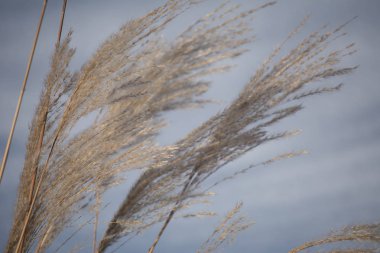 Gümüş çim bir arka planda beyaz kar. Rus kış