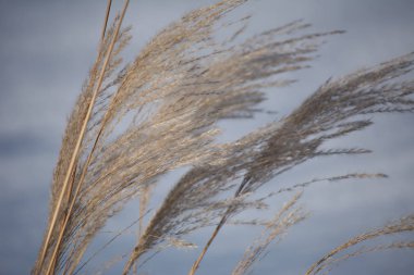 Gümüş çim bir arka planda beyaz kar. Rus kış