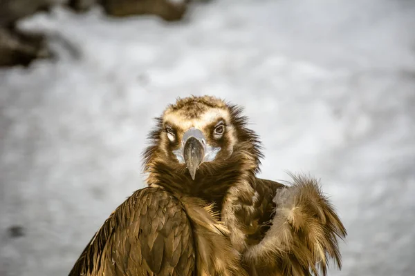 Bird Prey Black Vulture Aegypius Monachus — Stockfoto