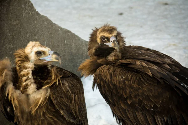 Bird Prey Black Vulture Aegypius Monachus — Stockfoto