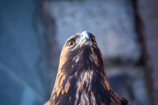 Begrafenis Adelaar Kop Een Achtergrond Van Stenen Rusland Bird Prey — Stockfoto