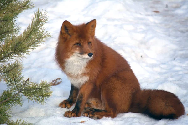 Çam ağaçları arasında karlı bir ormandaki kırmızı kabarık fox