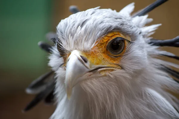 巨大なまつげを持つ鳥秘書 射手座の Serpentarius クローズ アップの肖像画 — ストック写真