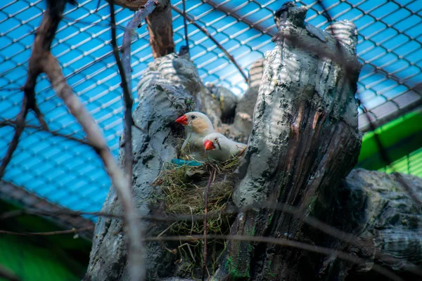 Two birds in love in the nest. Love, spring, breeding