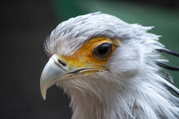 巨大なまつげを持つ鳥秘書 射手座の Serpentarius クローズ アップの肖像画 — ストック写真