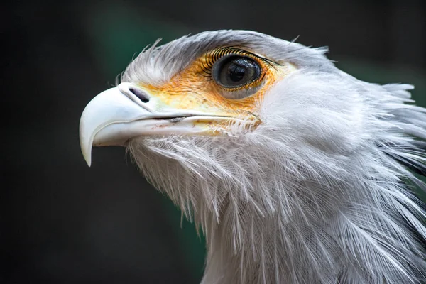 巨大なまつげを持つ鳥秘書 射手座の Serpentarius クローズ アップの肖像画 — ストック写真