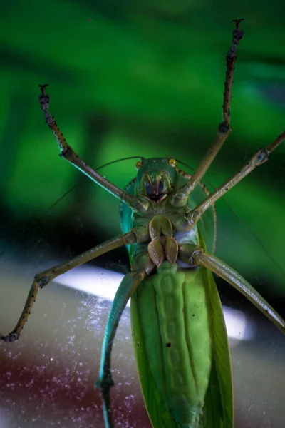 Gafanhoto Verde Gigante Senta Copo — Fotografia de Stock