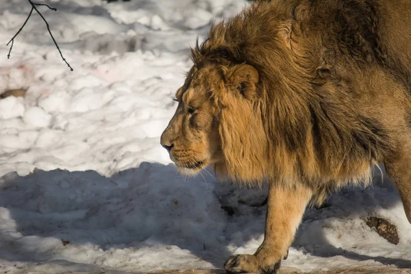 León Walksa Nieve — Foto de Stock