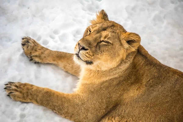 The lioness lies on the snow