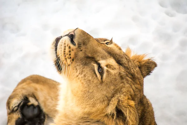 The lioness lies on the snow