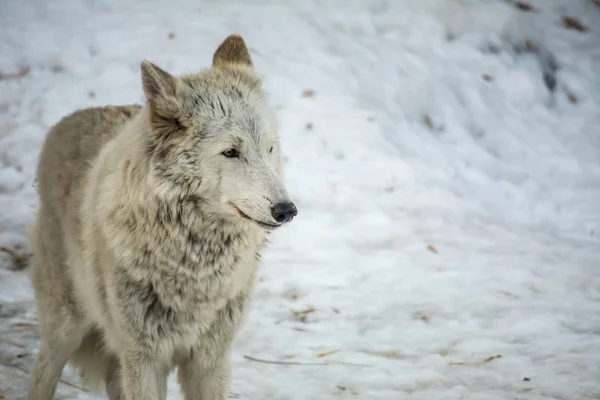 White wolf stands in the snow and thinks about something