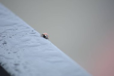 Demir çitteki uğur böceği. Sosyal sorun - büyük bir şehirde hayvanlar.