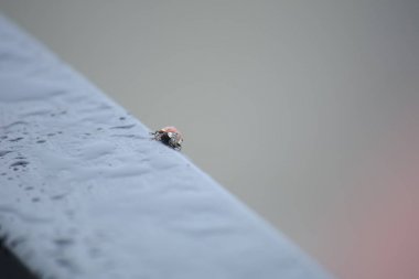 Demir çitteki uğur böceği. Sosyal sorun - büyük bir şehirde hayvanlar.