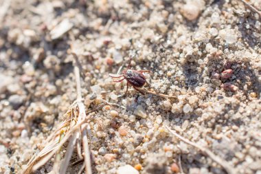 Akar bir yere oturur. Böcek, tehlikeli parazit ve bir leş