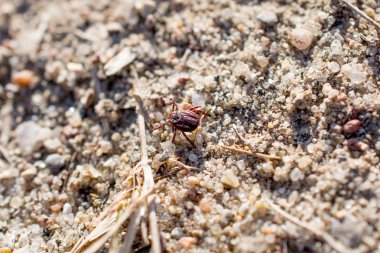 Akar bir yere oturur. Böcek, tehlikeli parazit ve bir leş