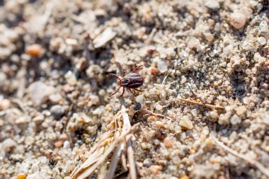 Akar bir yere oturur. Böcek, tehlikeli parazit ve bir leş