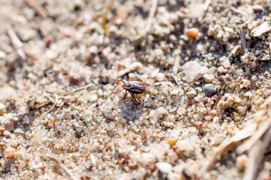 Akar bir yere oturur. Böcek, tehlikeli parazit ve bir leş